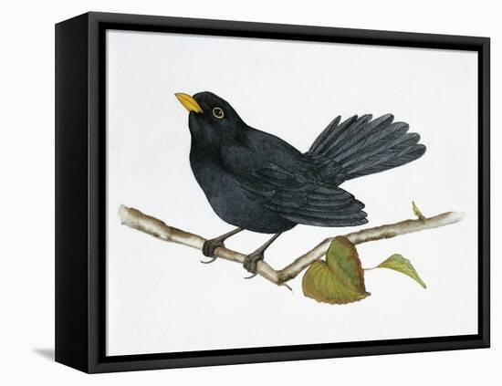 Common Blackbird (Turdus Merula), Turdidae-null-Framed Premier Image Canvas