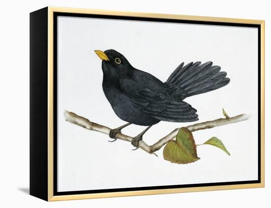 Common Blackbird (Turdus Merula), Turdidae-null-Framed Premier Image Canvas
