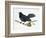 Common Blackbird (Turdus Merula), Turdidae-null-Framed Giclee Print