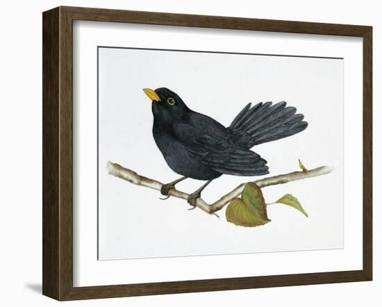 Common Blackbird (Turdus Merula), Turdidae-null-Framed Giclee Print