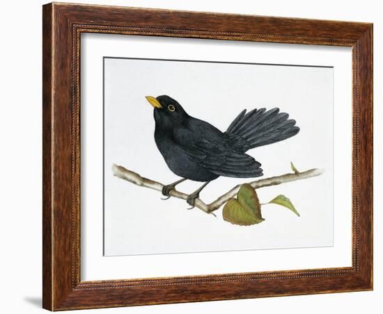 Common Blackbird (Turdus Merula), Turdidae-null-Framed Giclee Print