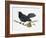 Common Blackbird (Turdus Merula), Turdidae-null-Framed Giclee Print