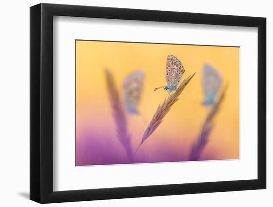 Common blue butterflies roosting in  morning light, UK-Ross Hoddinott-Framed Photographic Print