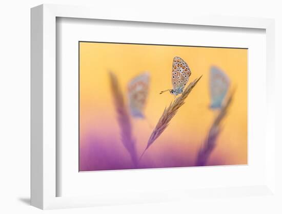 Common blue butterflies roosting in  morning light, UK-Ross Hoddinott-Framed Photographic Print