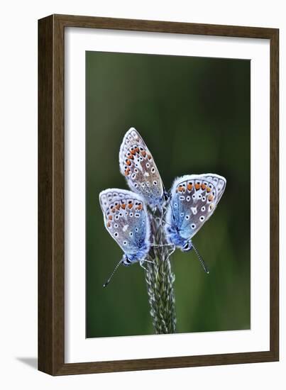 Common Blue Butterflies-Colin Varndell-Framed Photographic Print