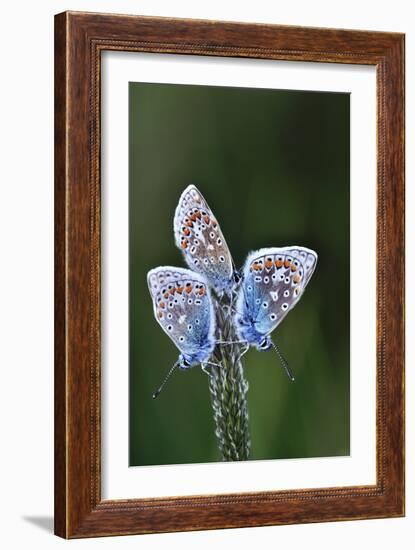 Common Blue Butterflies-Colin Varndell-Framed Photographic Print