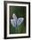 Common Blue Butterflies-Colin Varndell-Framed Photographic Print