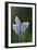 Common Blue Butterflies-Colin Varndell-Framed Photographic Print