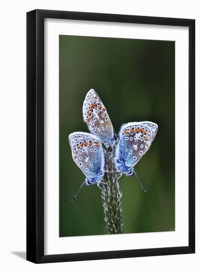 Common Blue Butterflies-Colin Varndell-Framed Photographic Print