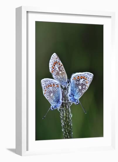 Common Blue Butterflies-Colin Varndell-Framed Photographic Print