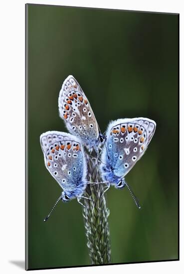Common Blue Butterflies-Colin Varndell-Mounted Photographic Print