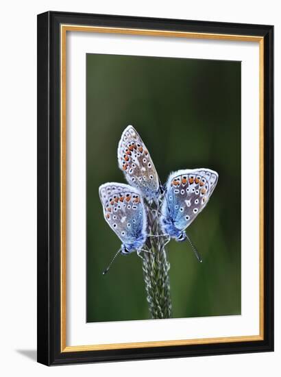 Common Blue Butterflies-Colin Varndell-Framed Photographic Print