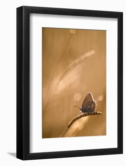 Common blue butterfly at sunset, Vealand Farm, Devon, UK-Ross Hoddinott-Framed Photographic Print