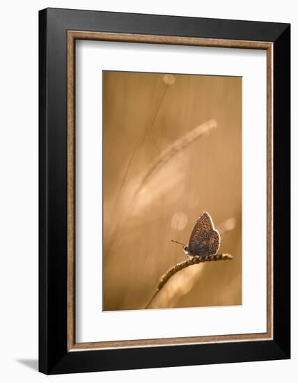 Common blue butterfly at sunset, Vealand Farm, Devon, UK-Ross Hoddinott-Framed Photographic Print