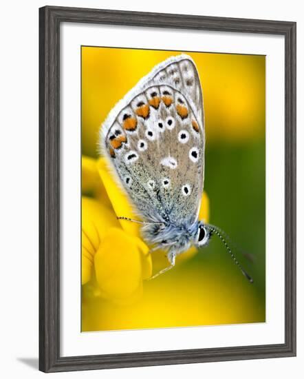 Common Blue Butterfly Cornwall Uk-Ross Hoddinott-Framed Photographic Print