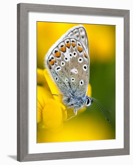 Common Blue Butterfly Cornwall Uk-Ross Hoddinott-Framed Photographic Print