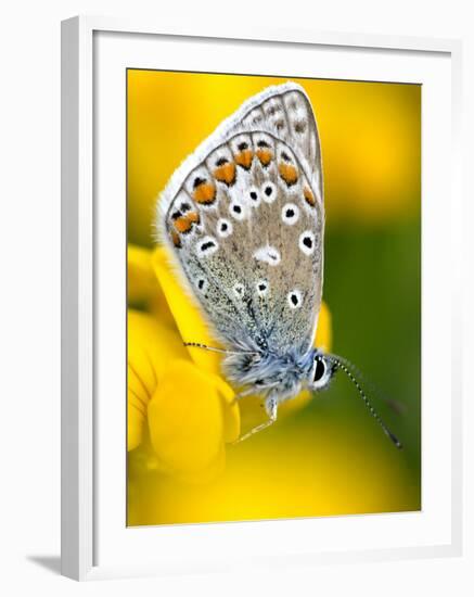 Common Blue Butterfly Cornwall Uk-Ross Hoddinott-Framed Photographic Print