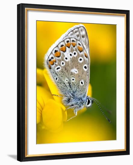 Common Blue Butterfly Cornwall Uk-Ross Hoddinott-Framed Photographic Print
