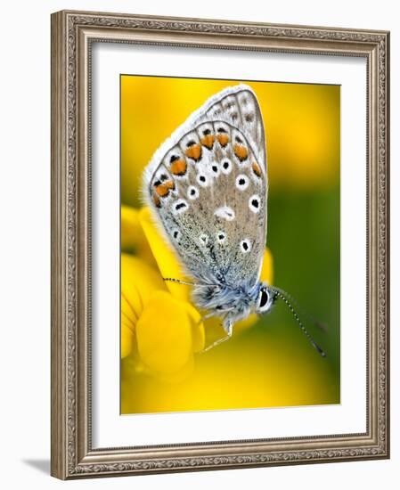 Common Blue Butterfly Cornwall Uk-Ross Hoddinott-Framed Photographic Print