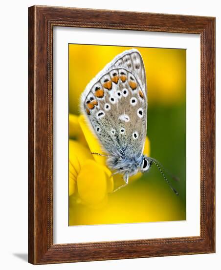 Common Blue Butterfly Cornwall Uk-Ross Hoddinott-Framed Photographic Print