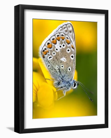 Common Blue Butterfly Cornwall Uk-Ross Hoddinott-Framed Photographic Print