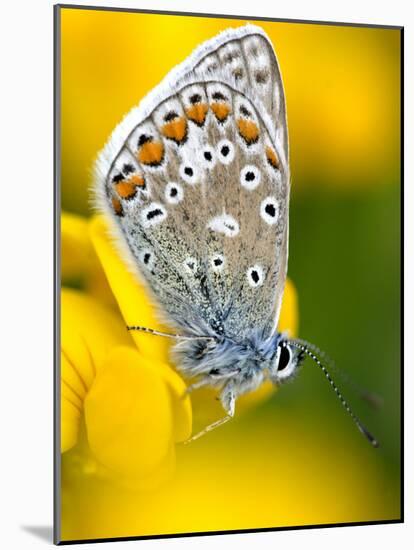 Common Blue Butterfly Cornwall Uk-Ross Hoddinott-Mounted Photographic Print