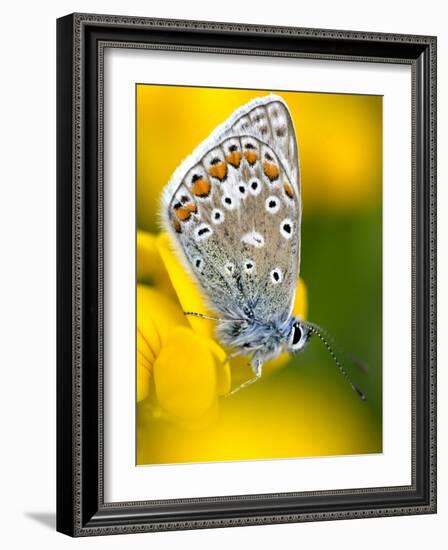 Common Blue Butterfly Cornwall Uk-Ross Hoddinott-Framed Photographic Print