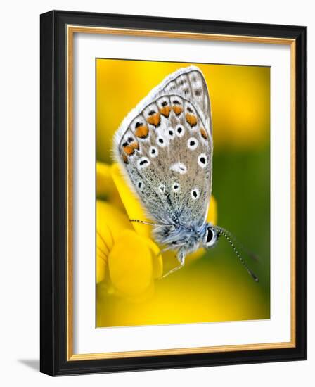 Common Blue Butterfly Cornwall Uk-Ross Hoddinott-Framed Photographic Print