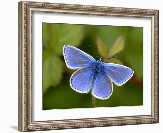 Common Blue Butterfly Dunsdon Nature Reserve, Near Holsworthy, Devon, UK-Ross Hoddinott-Framed Photographic Print