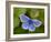 Common Blue Butterfly Dunsdon Nature Reserve, Near Holsworthy, Devon, UK-Ross Hoddinott-Framed Photographic Print