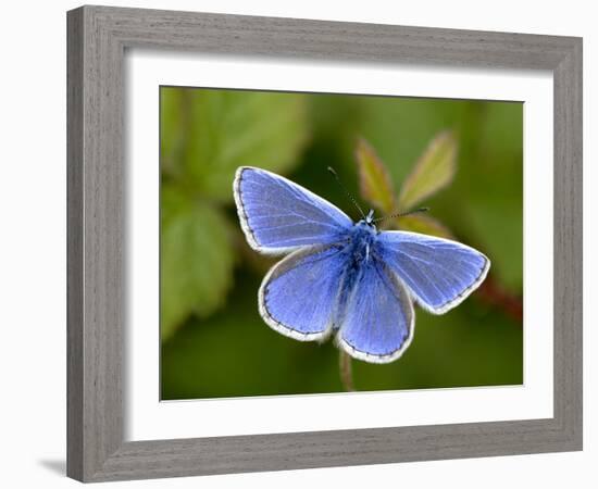 Common Blue Butterfly Dunsdon Nature Reserve, Near Holsworthy, Devon, UK-Ross Hoddinott-Framed Photographic Print