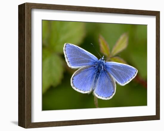 Common Blue Butterfly Dunsdon Nature Reserve, Near Holsworthy, Devon, UK-Ross Hoddinott-Framed Photographic Print