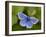 Common Blue Butterfly Dunsdon Nature Reserve, Near Holsworthy, Devon, UK-Ross Hoddinott-Framed Photographic Print