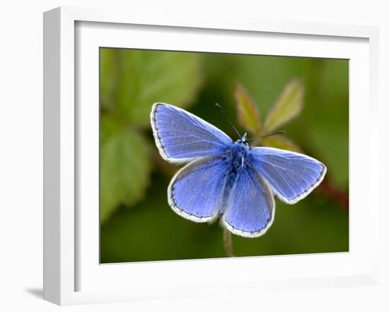 Common Blue Butterfly Dunsdon Nature Reserve, Near Holsworthy, Devon, UK-Ross Hoddinott-Framed Photographic Print