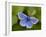 Common Blue Butterfly Dunsdon Nature Reserve, Near Holsworthy, Devon, UK-Ross Hoddinott-Framed Photographic Print