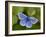 Common Blue Butterfly Dunsdon Nature Reserve, Near Holsworthy, Devon, UK-Ross Hoddinott-Framed Photographic Print