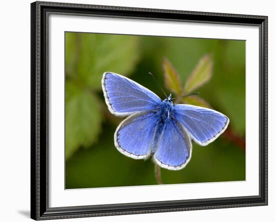 Common Blue Butterfly Dunsdon Nature Reserve, Near Holsworthy, Devon, UK-Ross Hoddinott-Framed Photographic Print