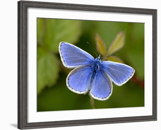 Common Blue Butterfly Dunsdon Nature Reserve, Near Holsworthy, Devon, UK-Ross Hoddinott-Framed Photographic Print