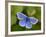 Common Blue Butterfly Dunsdon Nature Reserve, Near Holsworthy, Devon, UK-Ross Hoddinott-Framed Photographic Print