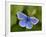 Common Blue Butterfly Dunsdon Nature Reserve, Near Holsworthy, Devon, UK-Ross Hoddinott-Framed Photographic Print