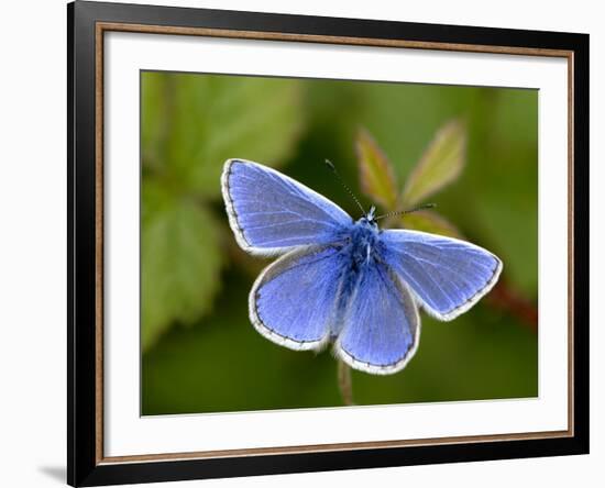 Common Blue Butterfly Dunsdon Nature Reserve, Near Holsworthy, Devon, UK-Ross Hoddinott-Framed Photographic Print