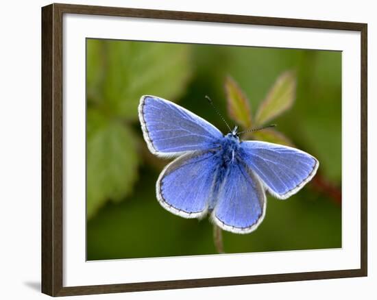 Common Blue Butterfly Dunsdon Nature Reserve, Near Holsworthy, Devon, UK-Ross Hoddinott-Framed Photographic Print