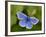 Common Blue Butterfly Dunsdon Nature Reserve, Near Holsworthy, Devon, UK-Ross Hoddinott-Framed Photographic Print