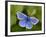 Common Blue Butterfly Dunsdon Nature Reserve, Near Holsworthy, Devon, UK-Ross Hoddinott-Framed Photographic Print