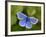 Common Blue Butterfly Dunsdon Nature Reserve, Near Holsworthy, Devon, UK-Ross Hoddinott-Framed Photographic Print