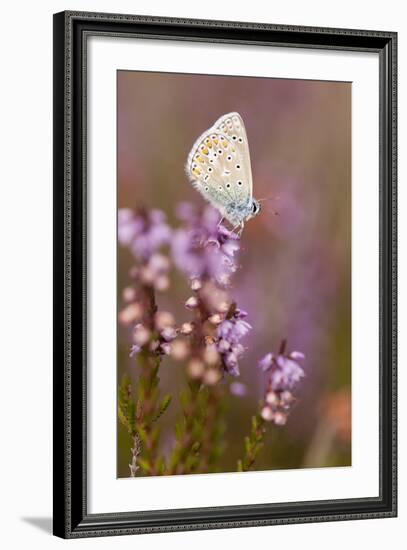 Common Blue Butterfly (Polyommatus Icarus), Resting on Flowering Heather, Dorset, England, UK-Ross Hoddinott-Framed Photographic Print