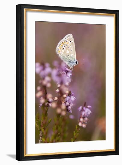 Common Blue Butterfly (Polyommatus Icarus), Resting on Flowering Heather, Dorset, England, UK-Ross Hoddinott-Framed Photographic Print