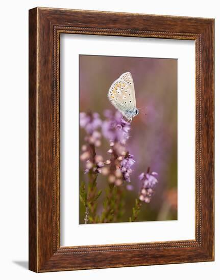 Common Blue Butterfly (Polyommatus Icarus), Resting on Flowering Heather, Dorset, England, UK-Ross Hoddinott-Framed Photographic Print