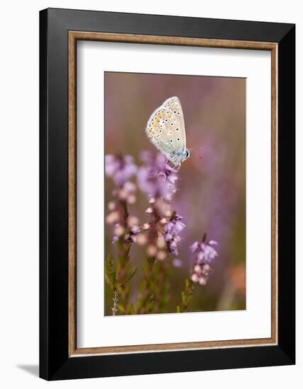 Common Blue Butterfly (Polyommatus Icarus), Resting on Flowering Heather, Dorset, England, UK-Ross Hoddinott-Framed Photographic Print