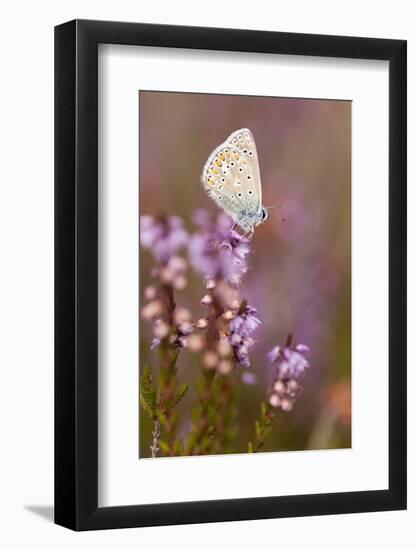 Common Blue Butterfly (Polyommatus Icarus), Resting on Flowering Heather, Dorset, England, UK-Ross Hoddinott-Framed Photographic Print